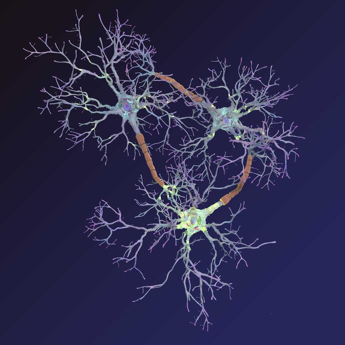 neurons-synapses-myelin-c4d