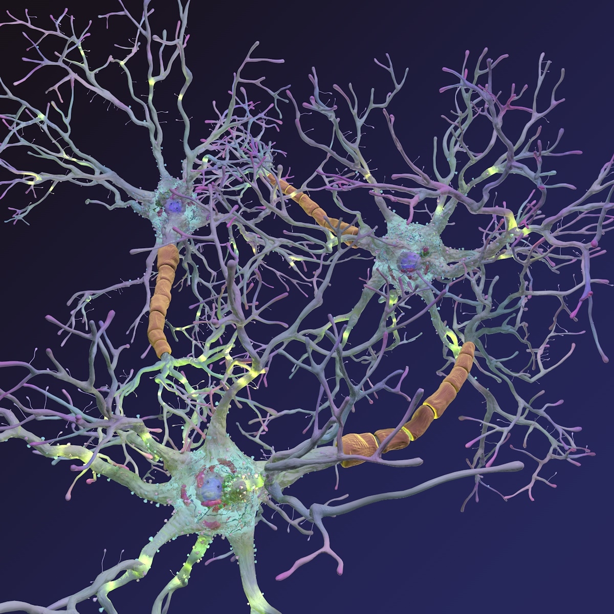 how-neurons-form-long-term-memories-harvard-gazette