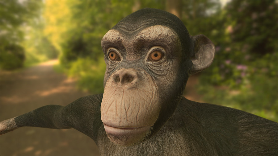 3d chimpanzee chimp model