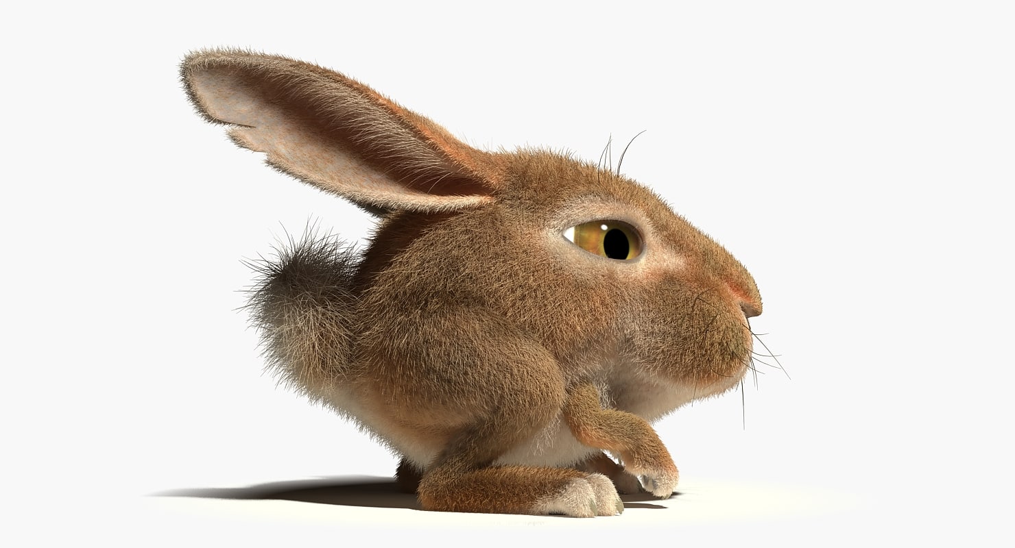 3d Model Of Rabbit Character Rig 