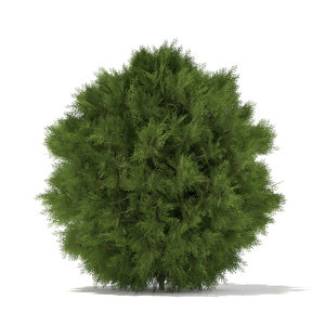 3d white cedar thuja occidentalis