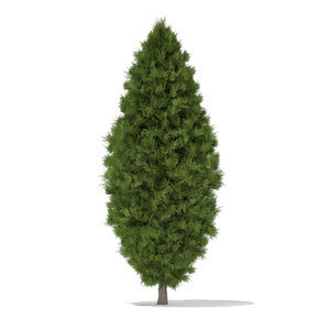 3d white cedar thuja occidentalis