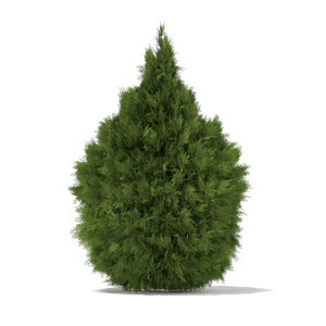 white cedar thuja occidentalis 3d model
