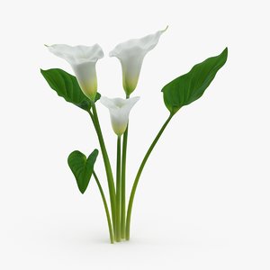 3d calla-lily---3-lilies-natural-group