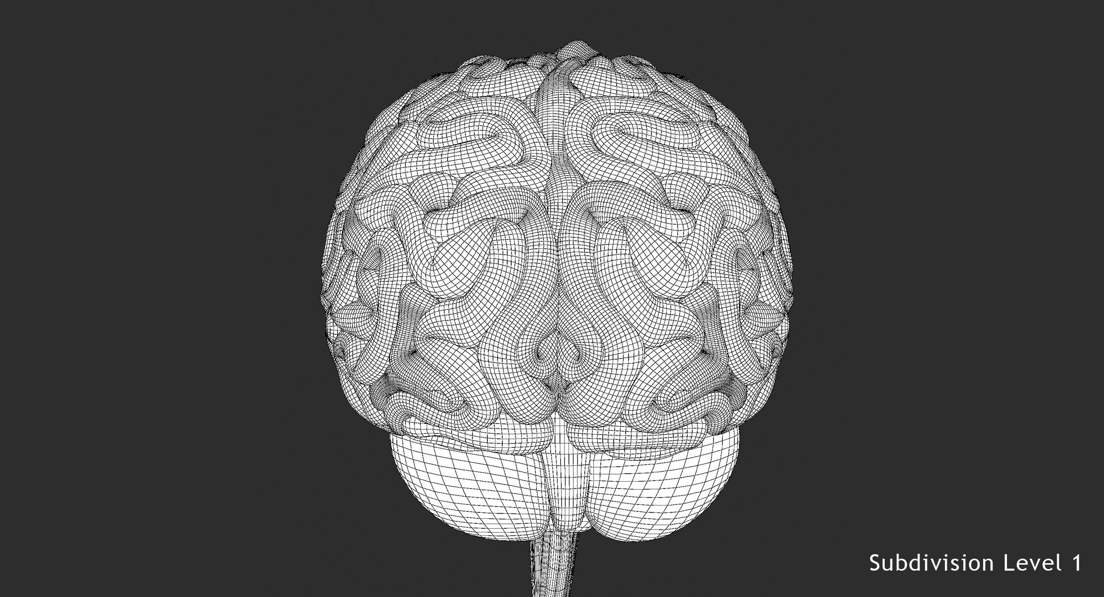 realistic human brain