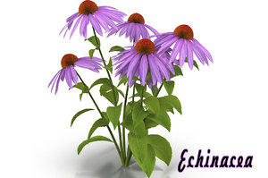 3d echinacea