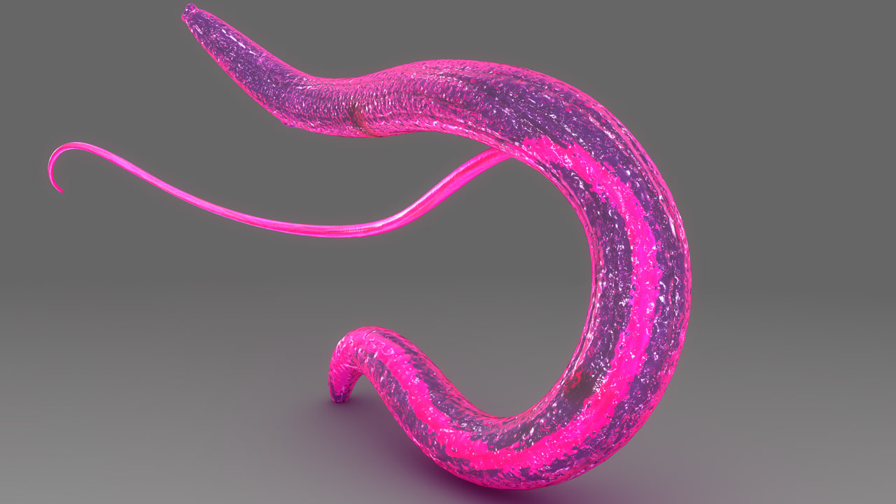 schistosoma-haematobium-3d-obj