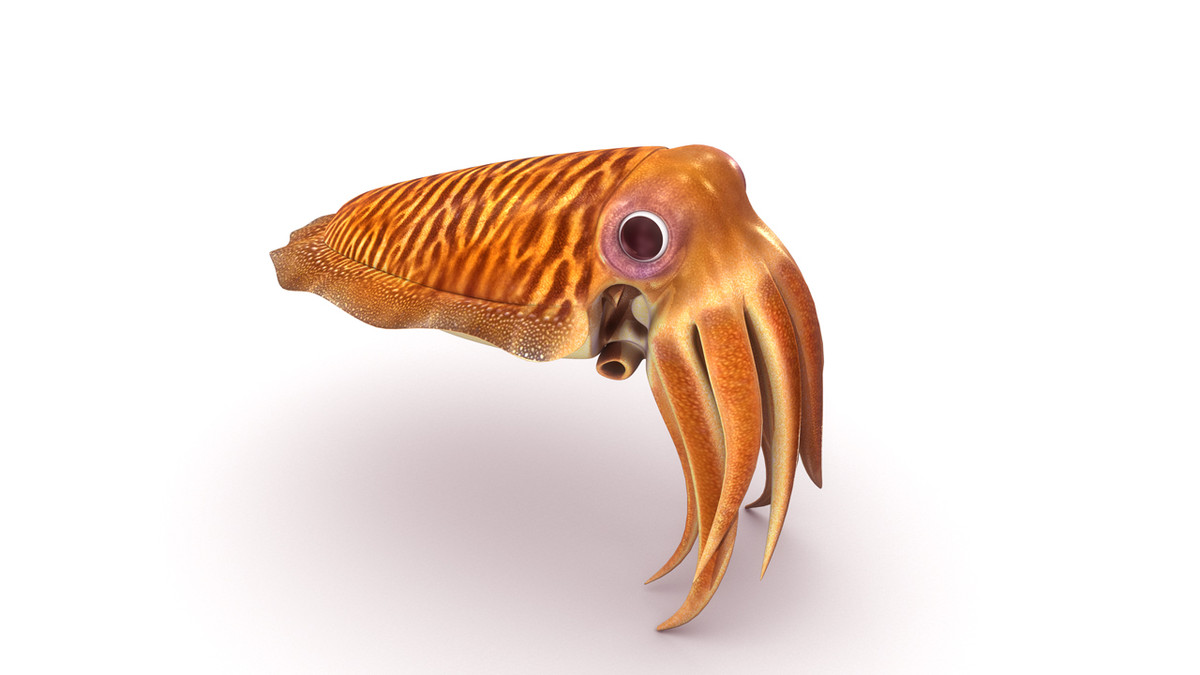 Squid 3D Models For Download | TurboSquid