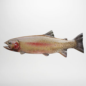 rainbow trout max