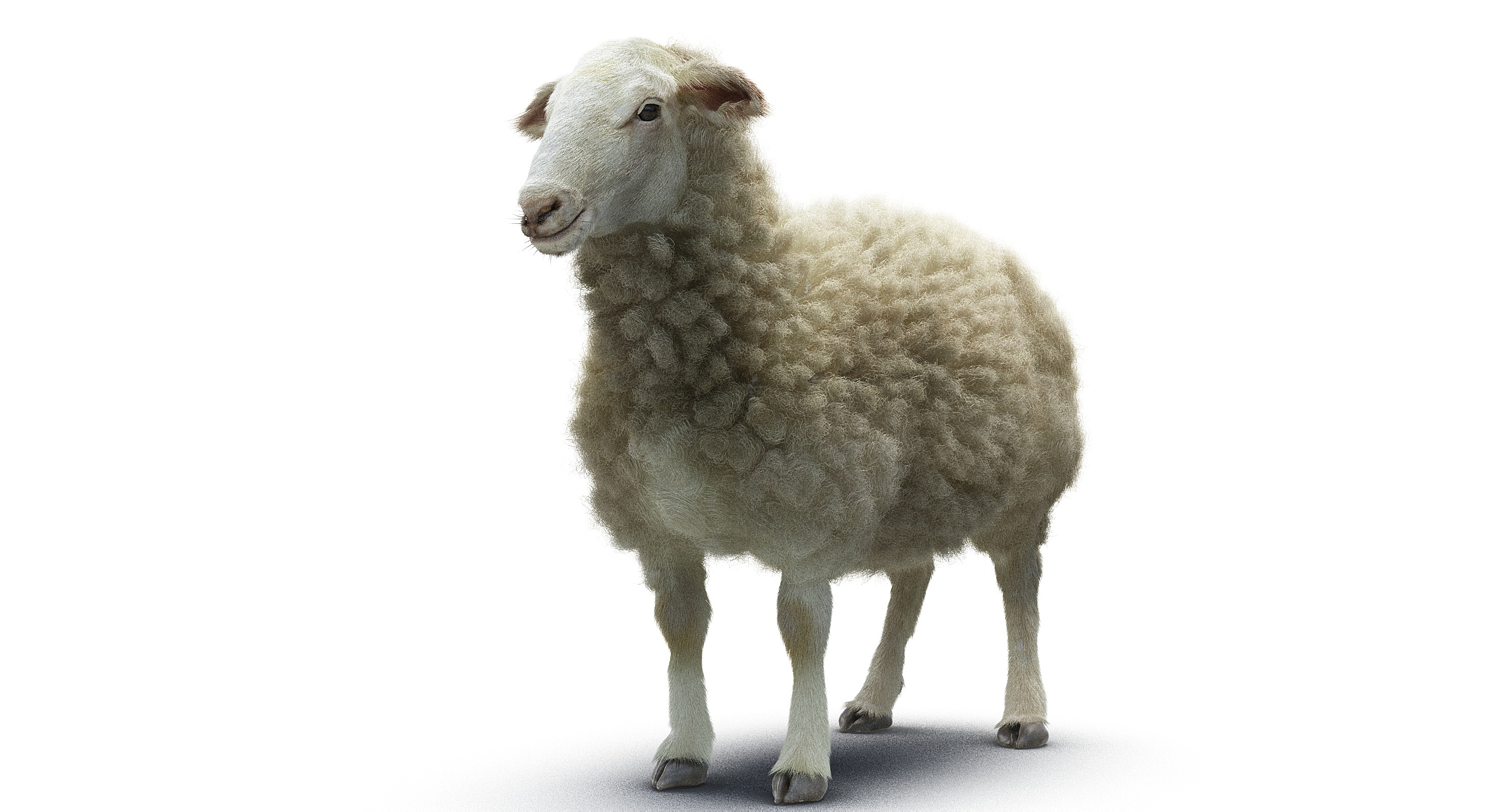 3d model of sheep realistic