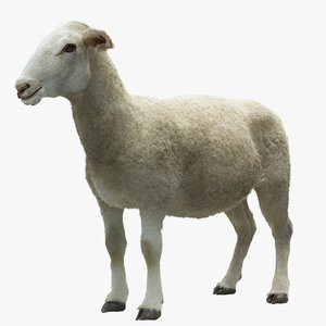 3d sheep realistic hair model