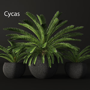 3d model of cycas palms tree