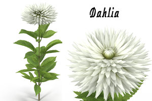 dahlia flower max