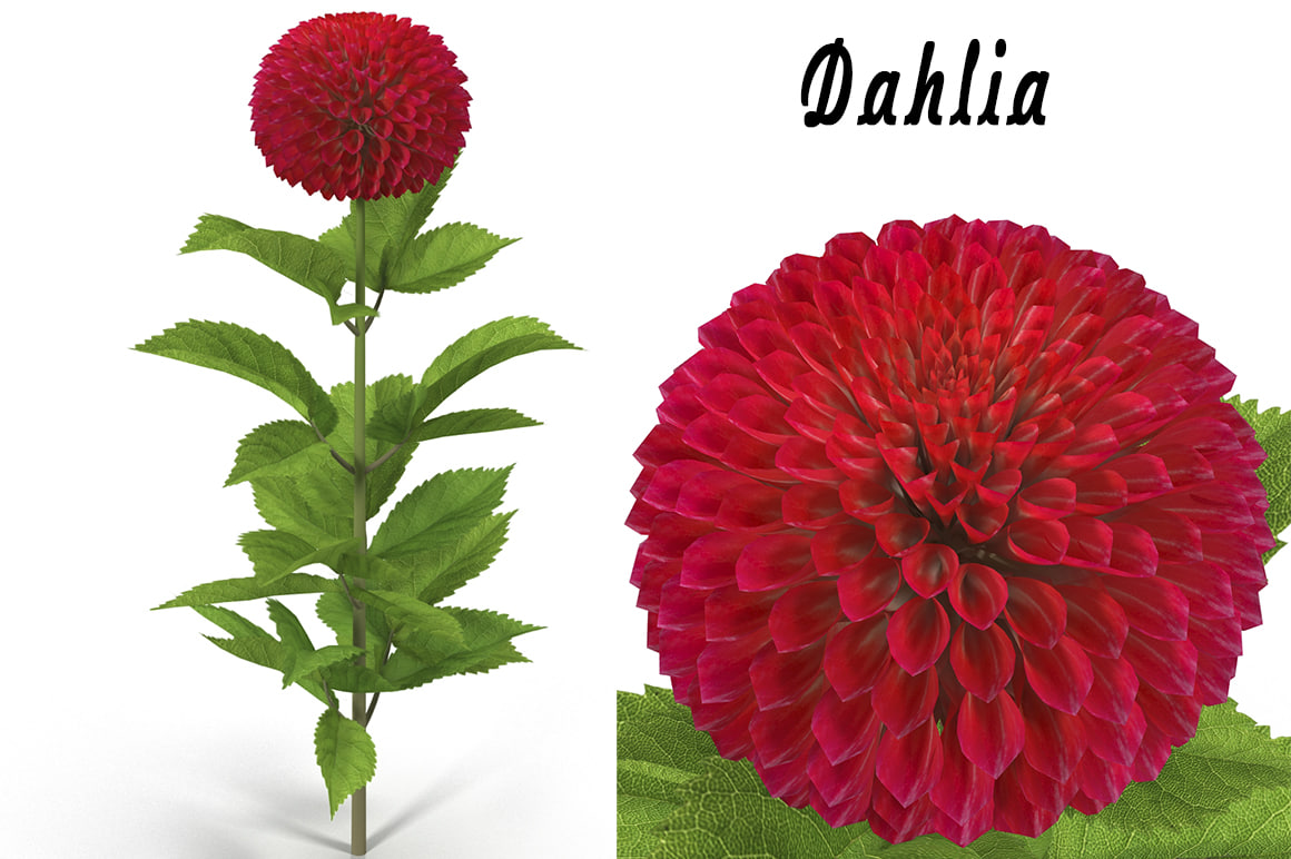  3d  max dahlia  flower 