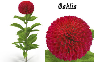 3d max dahlia flower