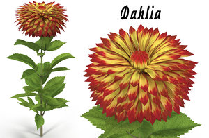 dahlia flower 3d model