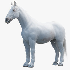 3d white horse model