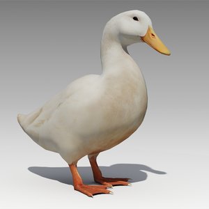 animations duck max