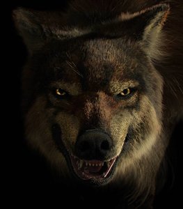 wolf max