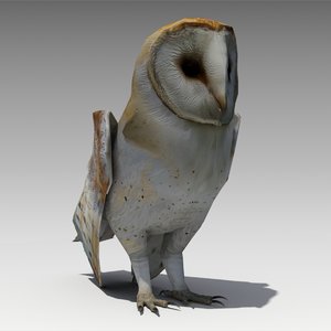 barn owl animations 3d model
