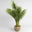 3d model areca palm trees plant