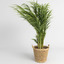 3d model areca palm trees plant