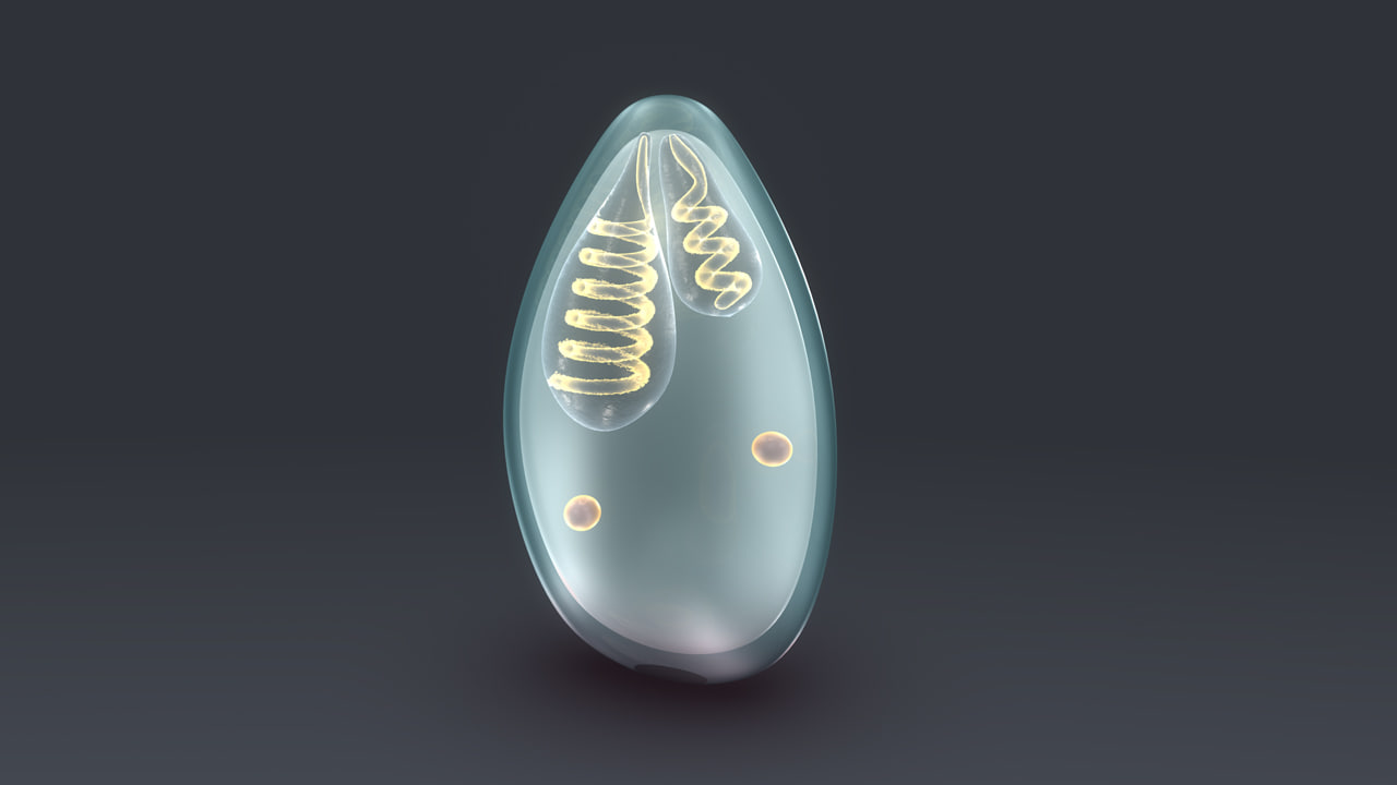 3d myxobolus myxozoa parasites model