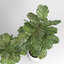 ficus lyrata trees fiddle-leaf 3d model