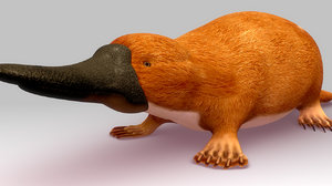 3d platypus ornithorhynchus animal