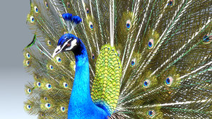 pavo peacock ma