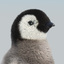 emperor penguin group fur 3d max