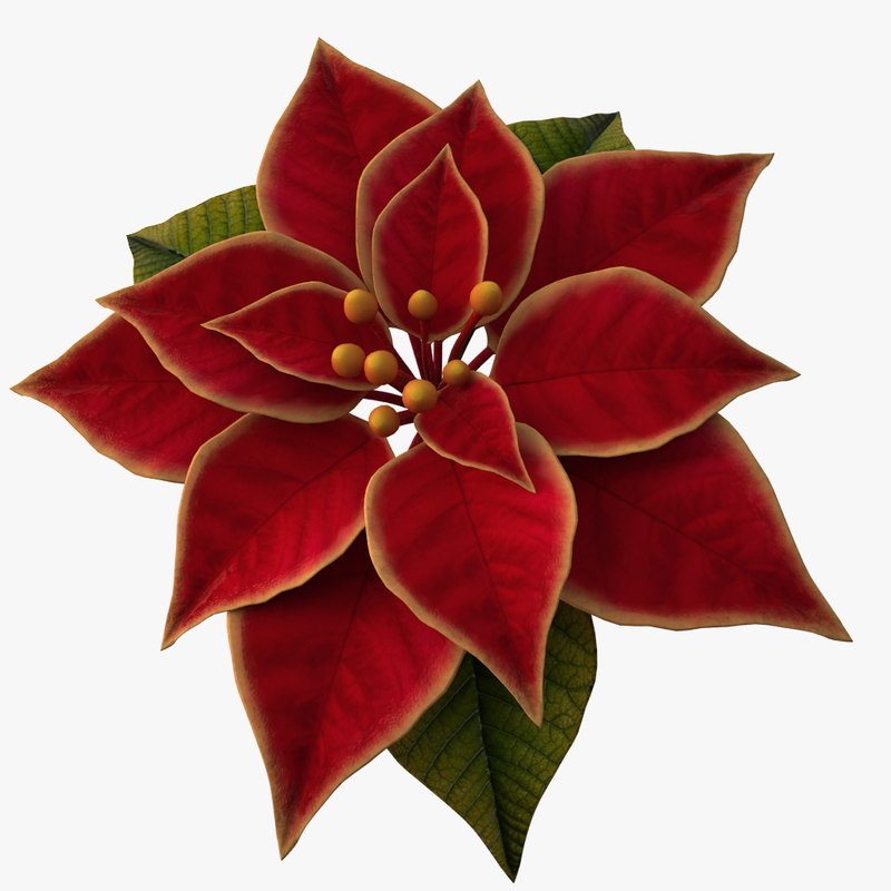 3d model of christmas flower