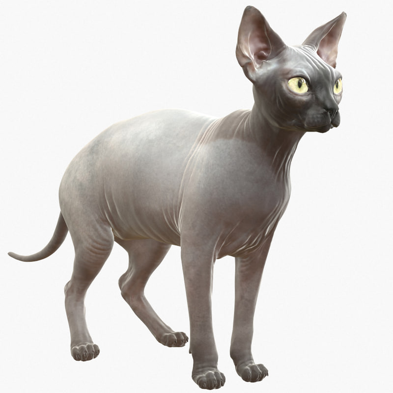 3d model of sphynx cat