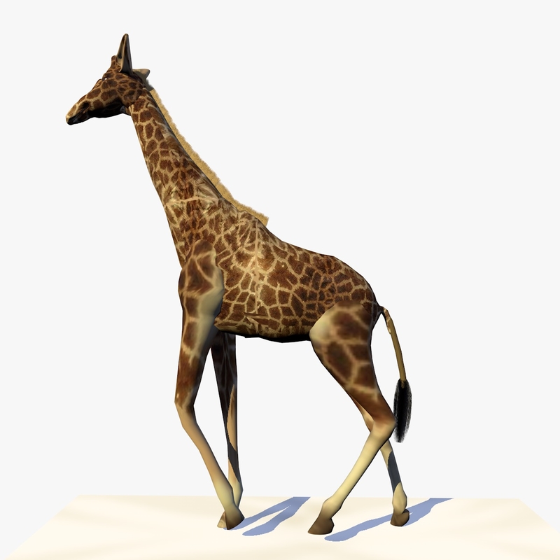 3d giraffe walking animation