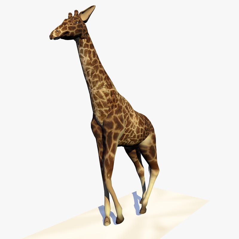 3d giraffe walking animation