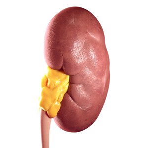 realistic human kidney 3d c4d