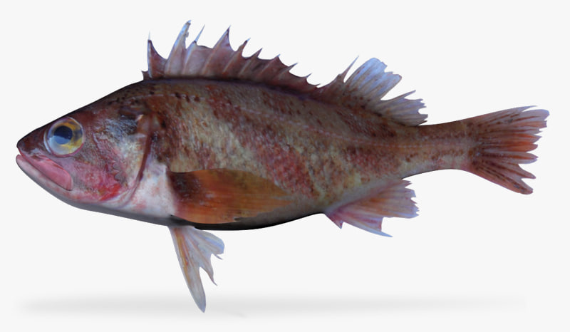x calico rockfish