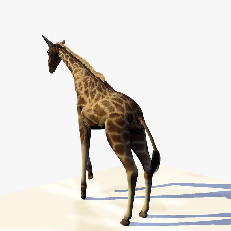giraffe standing animation 3d c4d