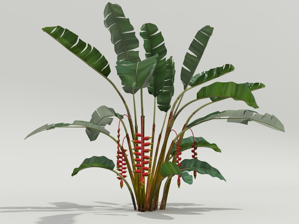 3d plant heliconia rostrata
