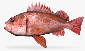 3d model of vermillion rockfish