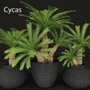 cycas palms tree 3d max