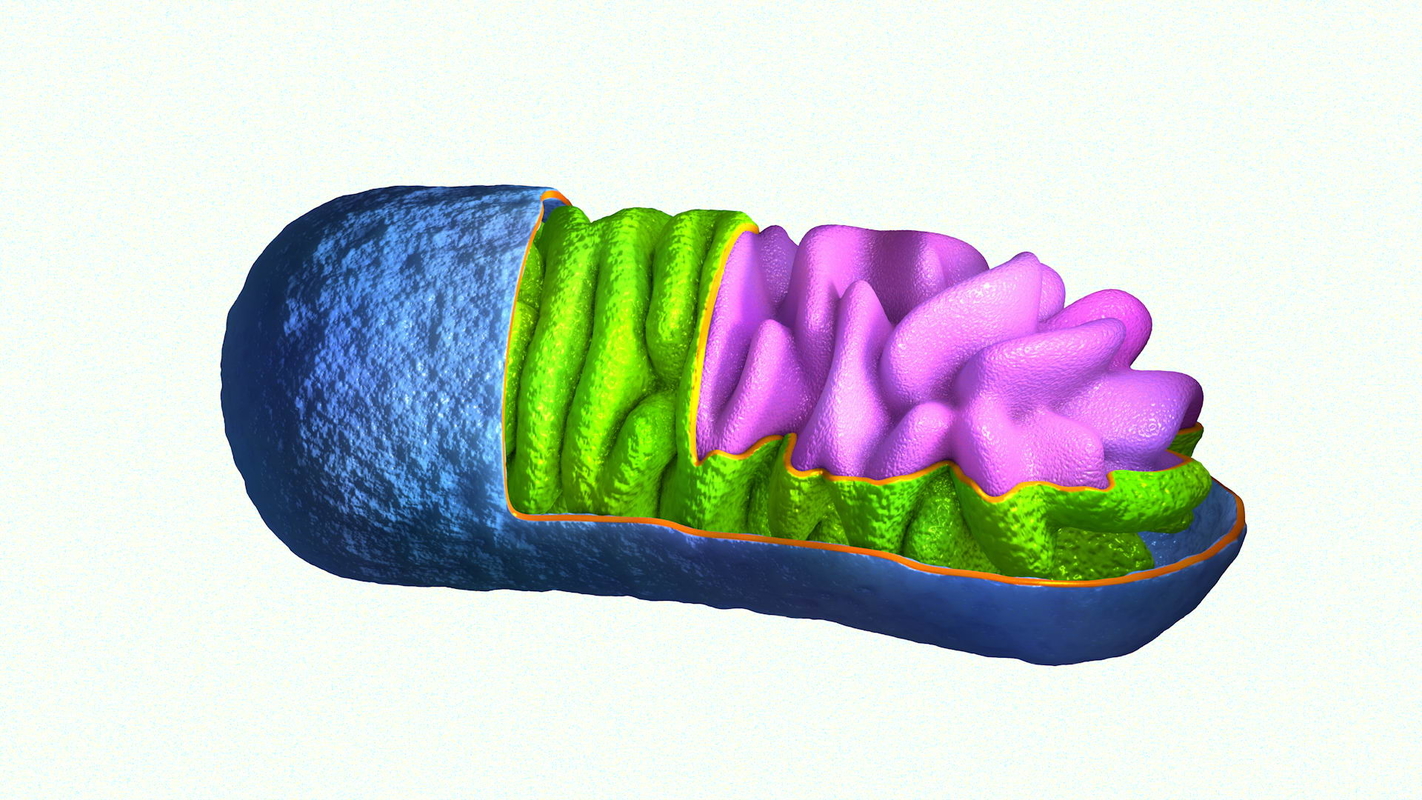 3d model mitochondrium mitochondria