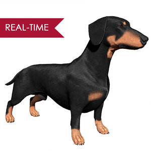 realistic dachshund real-time real time 3ds