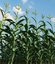 corn field 3d model