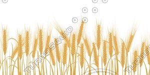 Ears of wheat seamless texture