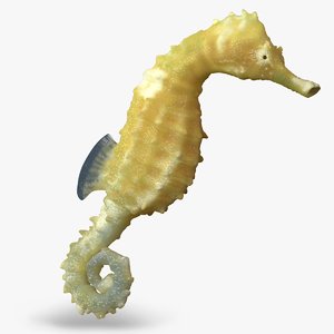 seahorse animation 3d model