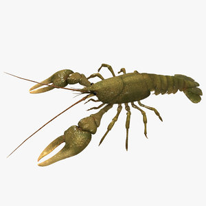 crayfish 3d x