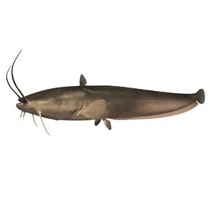 realistic wels catfish 3d model