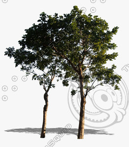 Trees