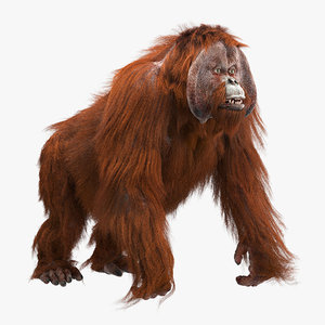 orangutan 3d model